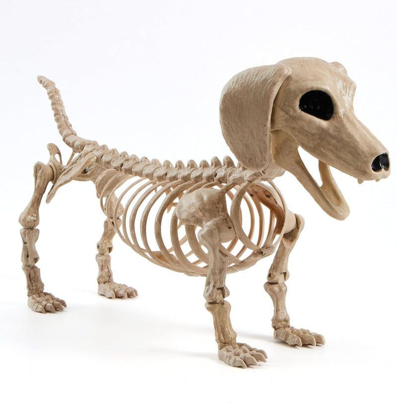 Halloween Wiener Dog Skeleton 24in with Posable Joints