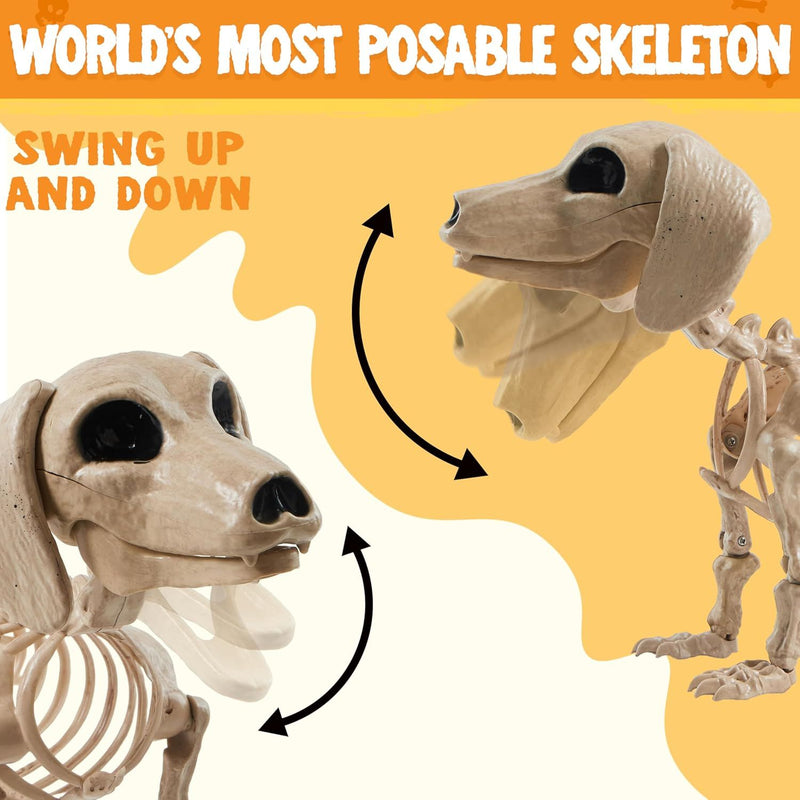 Halloween Wiener Dog Skeleton 24in with Posable Joints