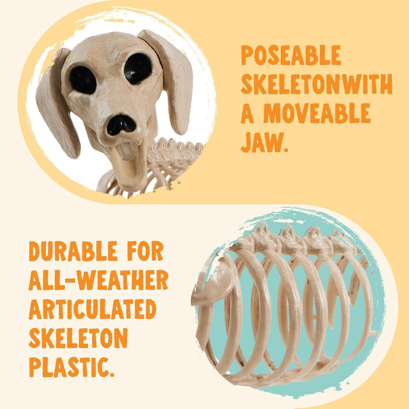 Halloween Wiener Dog Skeleton 24in with Posable Joints