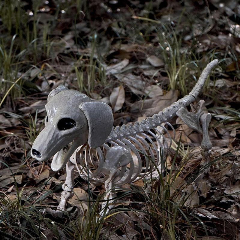 Halloween Wiener Dog Skeleton 24in with Posable Joints