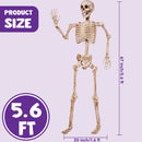 5.6ft Halloween Posable Life Size Skeleton Full Body Realistic Bones with Movable Joints