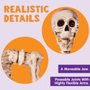 5.6ft Halloween Posable Life Size Skeleton Full Body Realistic Bones with Movable Joints