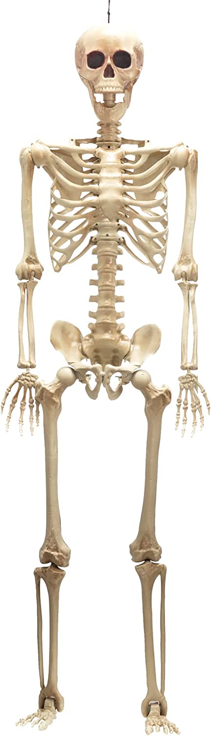 60in Life-Size Skeleton