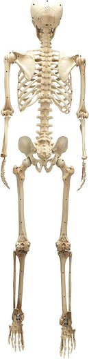 60in Life-Size Skeleton