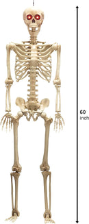 60in Life-Size Skeleton