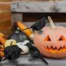 Halloween Crow Decoration Set, 6 Pack