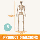 JOYIN 5 FT Posable Skeleton - Life Size Halloween Decoration