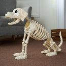 Halloween Golden Retriever Skeleton 34” Animal Dog