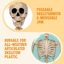 JOYIN 5 FT Posable Skeleton - Life Size Halloween Decoration