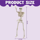 2 PCS 16 Inch Halloween Skeletons Full Body Posable Joints Skeletons