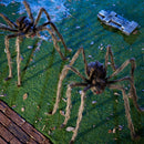 JOYIN 2 Pack 5 FT Hairy Brown Spider - Halloween Outdoor Haunted House Prop