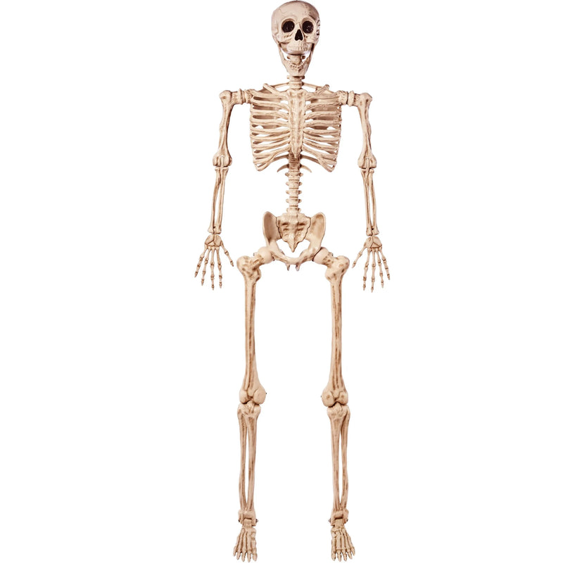 5.6 FT Life Size Skeleton Full Body Realistic Human Bones with Posable Joints