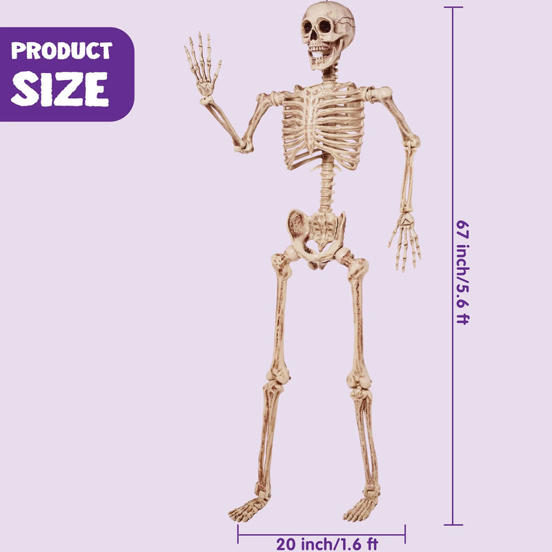 5.6 FT Life Size Skeleton Full Body Realistic Human Bones with Posable Joints