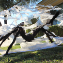 Giant Spider Web Set With 5 Ft Spider