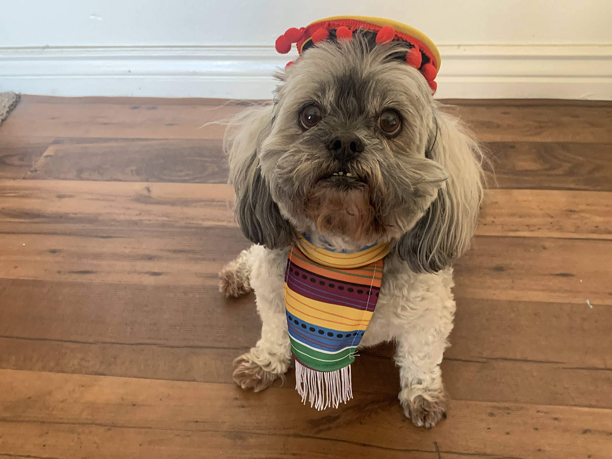 Fiesta dog costume hotsell