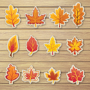 Thanksgiving Leaves Cookie Cutter Set