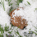 12 Oz Artificial Dry Plastic Snow